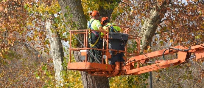 Tree surgeons working at height with mobile elevated working platform