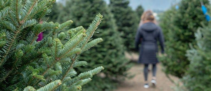 Picking up the Christmas tree